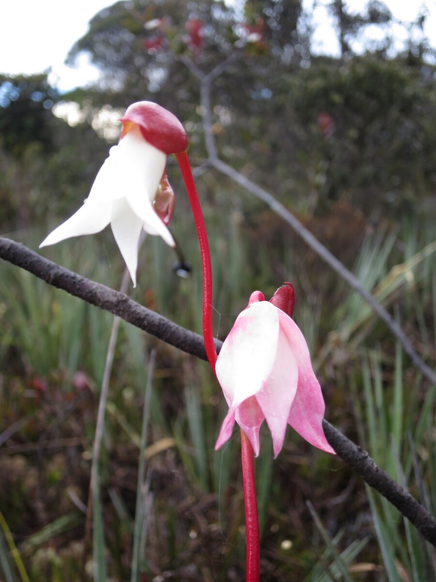 ギアナ高地は豊富な植物｜自然の魅力を堪能しよう｜旅人ガイド【ベネズエラ編】