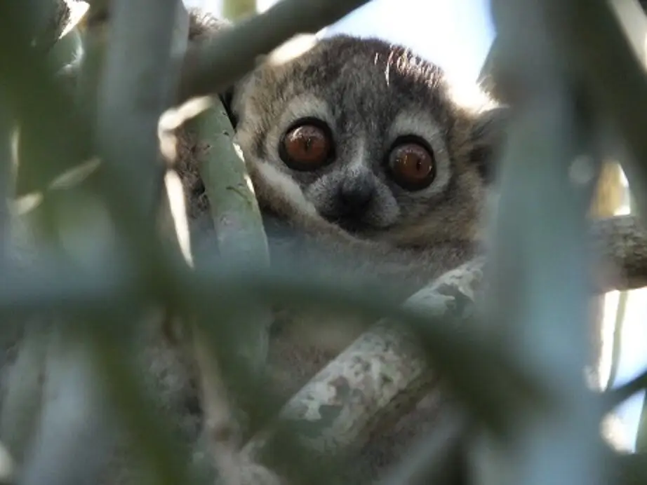 茂みから顔を出す、大きな目のマダガスカル固有の動物