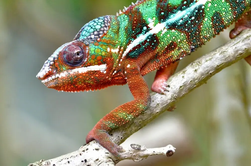 マダガスカルの木の上を歩く、鮮やかな色のカメレオン。