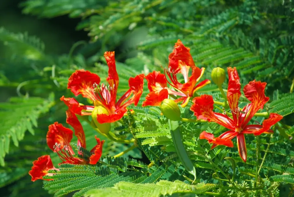 鮮やかな赤い花が咲き誇る緑豊かな植物