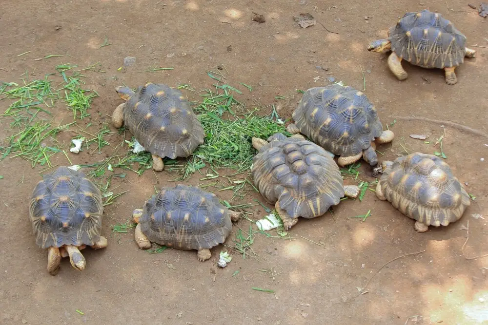 甲羅に星模様を持つ亀たちが草を食べる