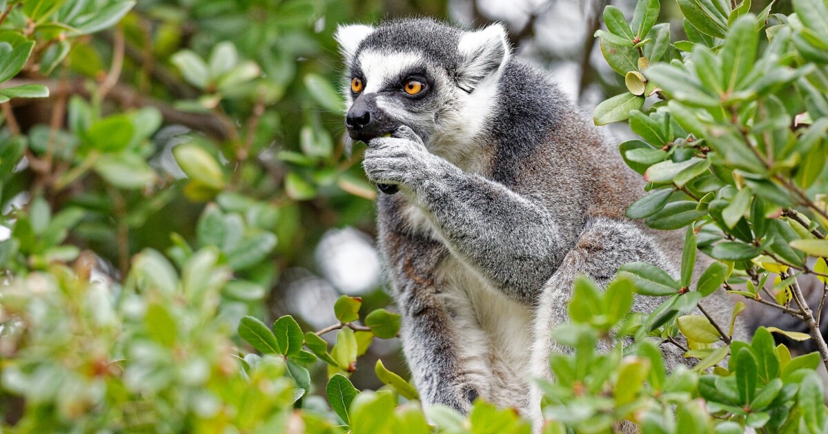 マダガスカルに生息する沢山の動物を紹介｜旅人ガイド【マダガスカル編】