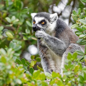 マダガスカルに生息する沢山の動物を紹介