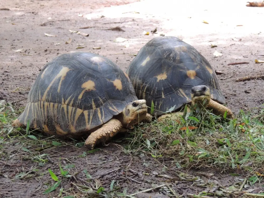マダガスカルの土の上で顔を上げる2匹のホウシャガメ。