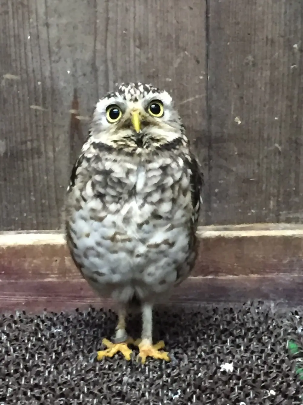正面を向いて立つ、警戒するような目をした小さなフクロウ