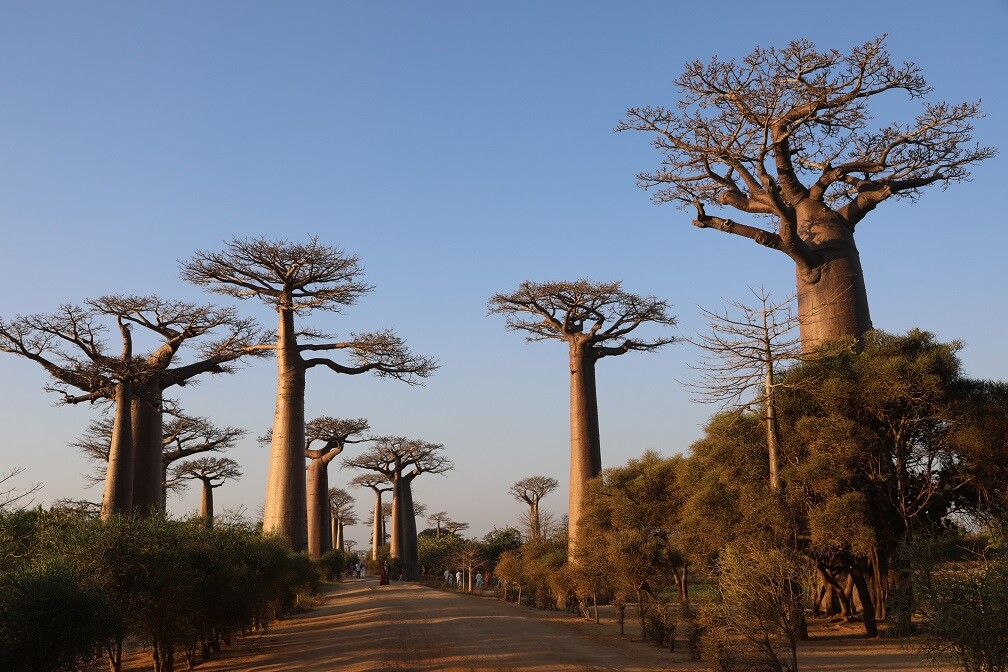 マダガスカル マダガスカルから届いたラフィア素材のバッグ＆ハット | Lino e Lina