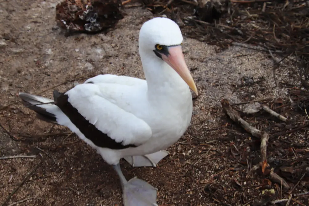 ナスカカツオドリが砂地に佇み、鋭い目つきでこちらを見つめる。