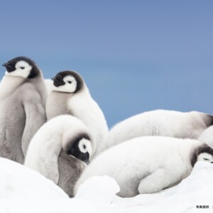 南極 大陸上陸＆ウェッデル海 コウテイペンギンのスノーヒル島クルーズ 17日間