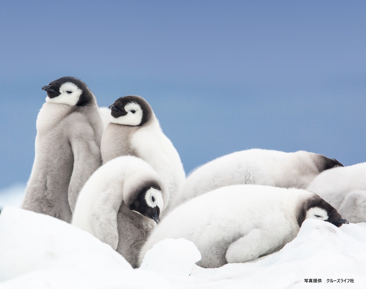 コウテイペンギンの世界へ 南極クルーズツアー2026年11月発