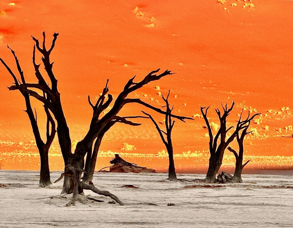 メイン|夜明けのデッドフレイ 南部アフリカ5か国周遊 10日間