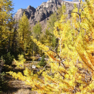 レイクルイーズ2連泊＆バンフに4連泊＆直行便利用で楽々