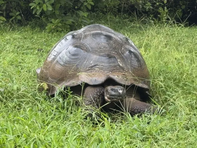 エクアドル  ガラパゴス クルーズ＆赤道の街 キト  9日間  